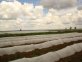 AGROWŁÓKNINA BIAŁA ZIMOWA GRUBA OTULINA 1,6X50M-20541